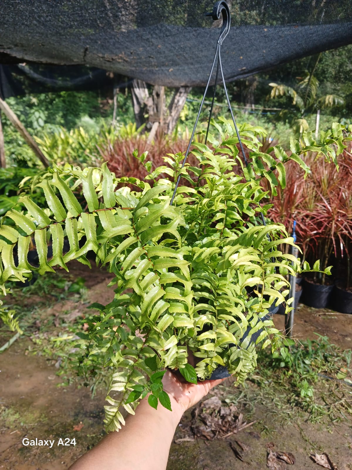 Plantas FAMIGU